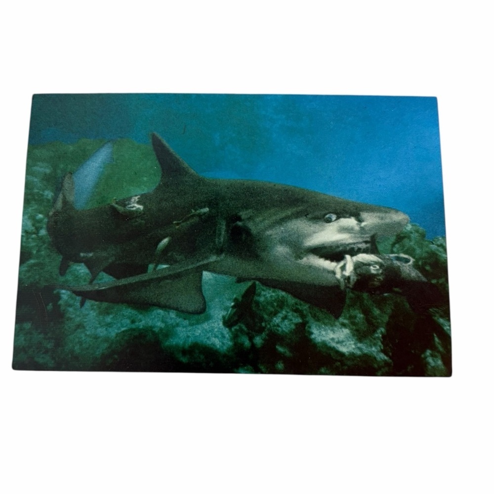 Underwater Shark Encounter Postcard – Ocean Wildlife Art